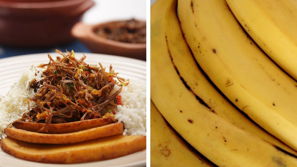 Pabellón veguero servido con pisillo de chigüire, arroz blanco, tajadas y queso llanero rallado